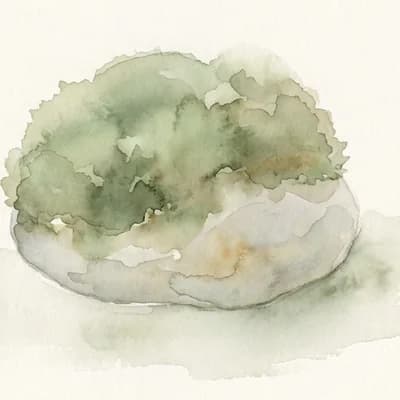 Archétype Mousse